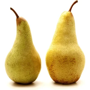 CONFERENCE PEAR